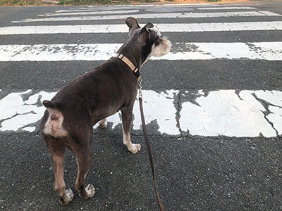 横断歩道と犬