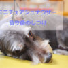 ミニチュアシュナウザー 留守番