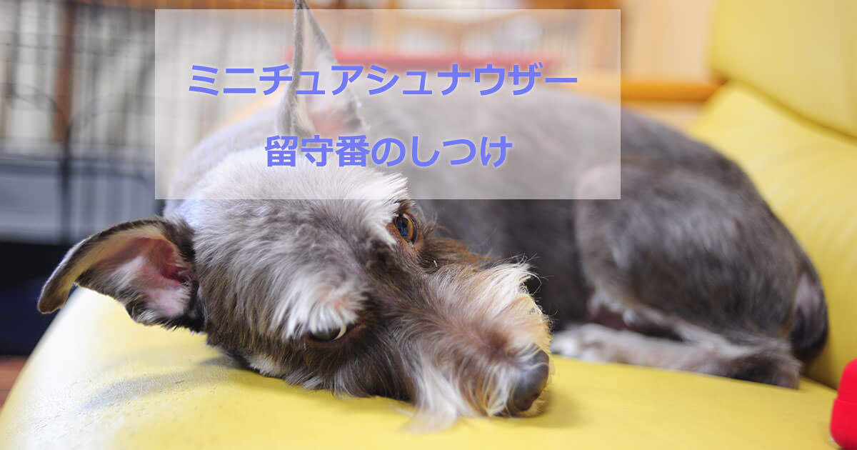 ミニチュアシュナウザー 留守番
