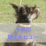 子犬の散歩デビュー