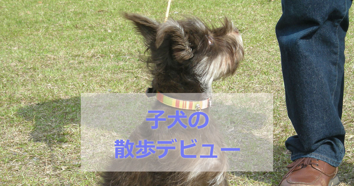 子犬の散歩デビューはいつから 注意点と準備に必要なこと