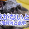 老犬が食欲がない時の運動