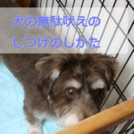 犬の無駄吠えのしつけ