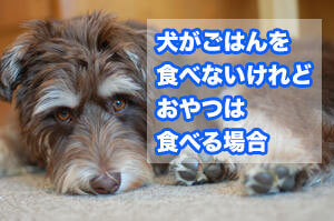 犬がご飯を食べない時の５この食べさせ方とは