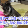 犬がおやつは食べるのに、ご飯が食べない