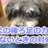 老犬の後ろ足の力が入らない