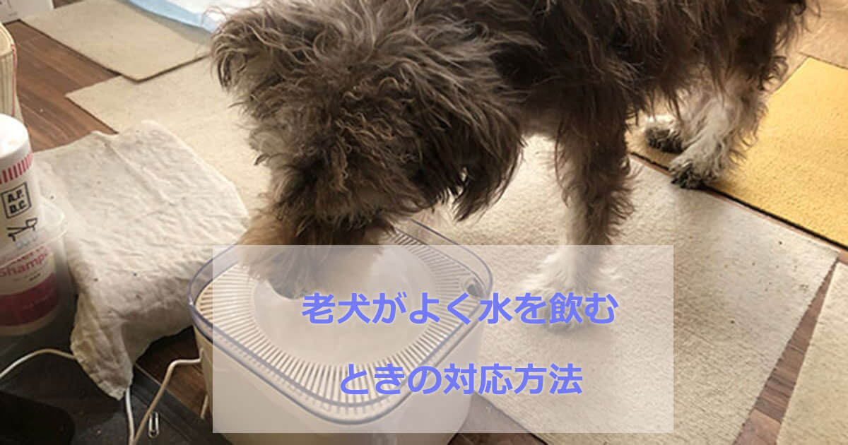 老犬が水をよく飲む