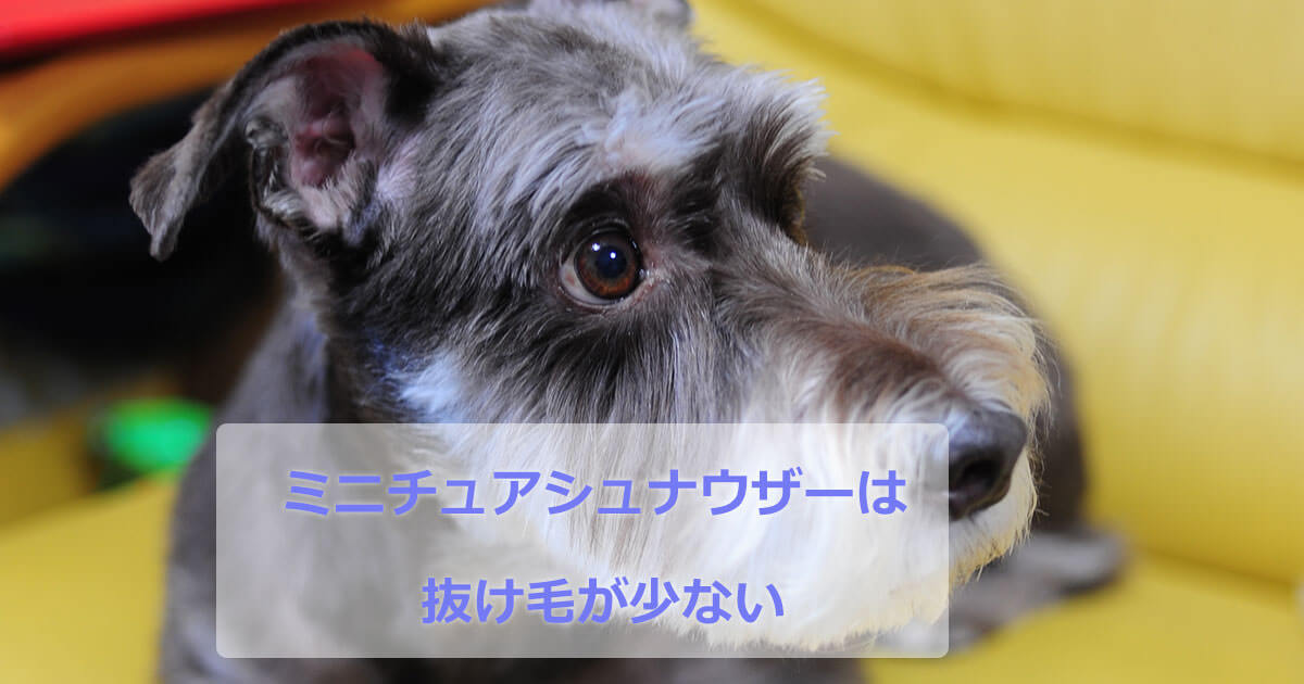 ミニチュアシュナウザー は抜けが少ない