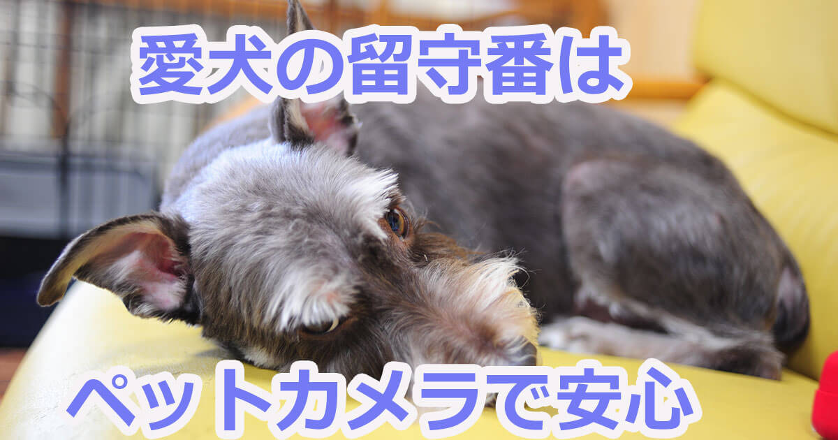 犬の留守番のカメラ