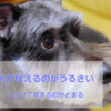 雨犬が吠えるのがうるさい