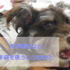 犬が噛む手袋を使う