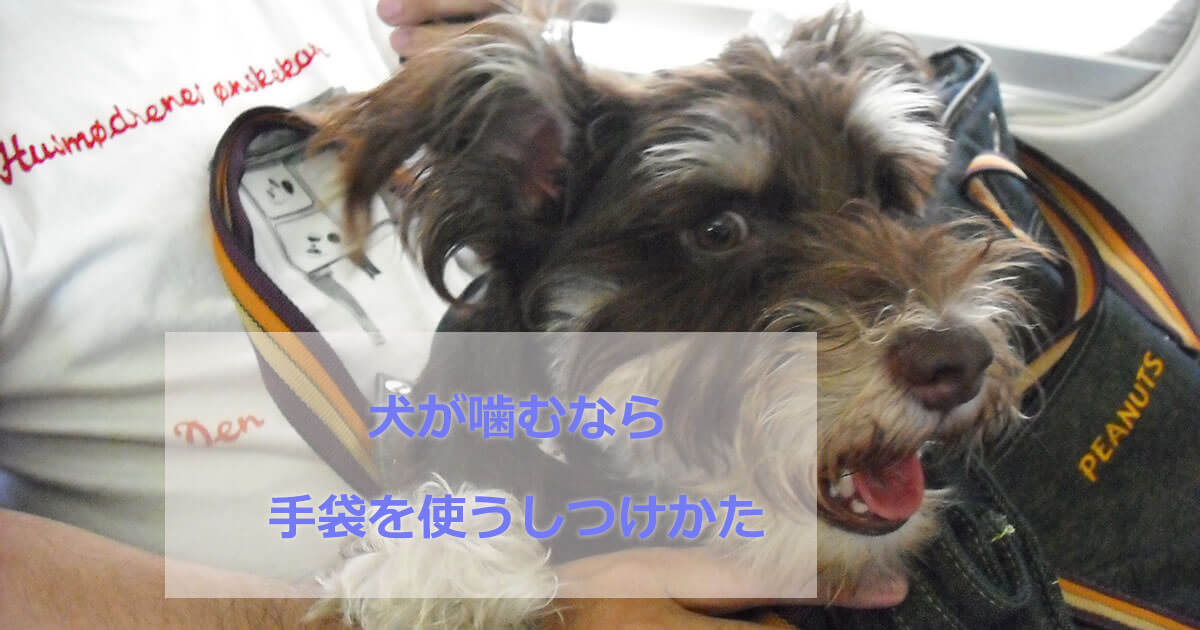 犬が噛む手袋を使う