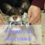 子犬噛むしつけ