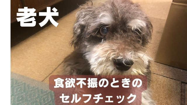 老犬の食欲不振