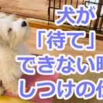 犬が待てができない