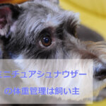 ミニチュアシュナウザー の体重