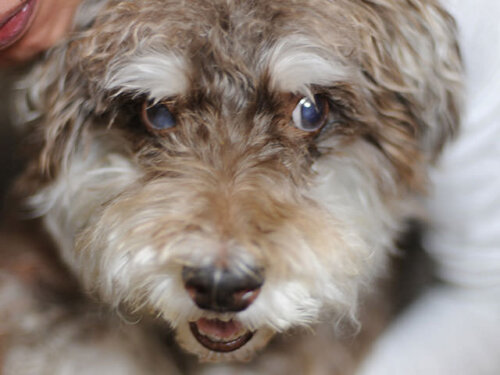 老犬のミニチュアシュナウザー
