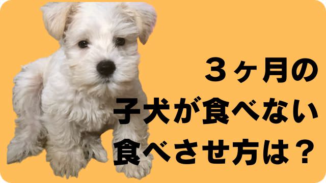 3ヶ月の子犬がご飯を食べない