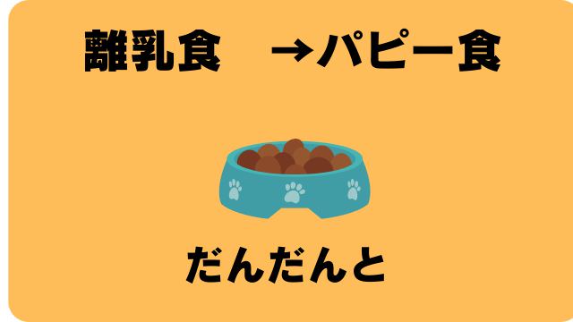 3ヶ月の子犬がご飯を食べない