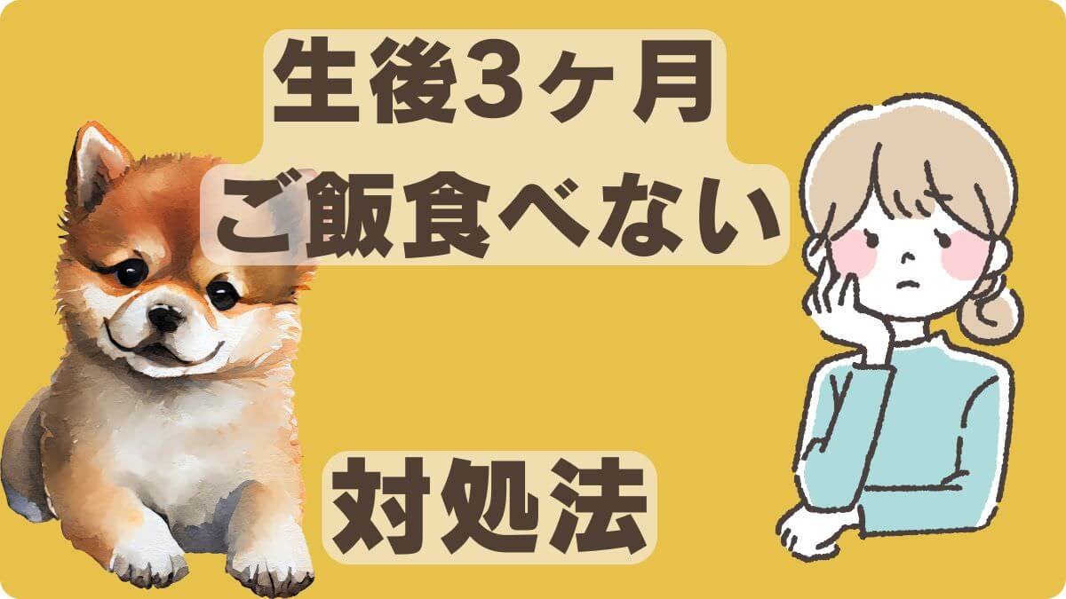 3ヶ月の子犬がご飯を食べない