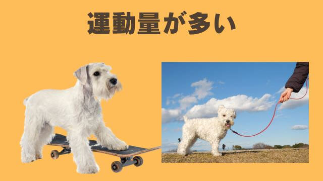 安心犬活とモグワンドッグフード