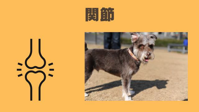 安心犬活とモグワンドッグフード