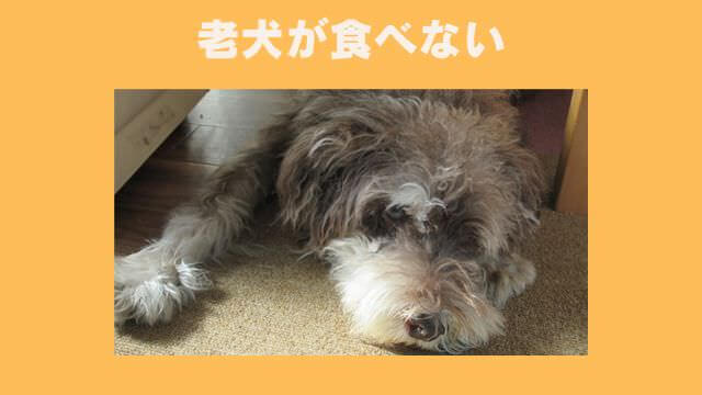 安心犬活とモグワンドッグフード