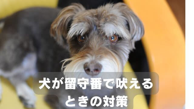 犬が留守番中吠える