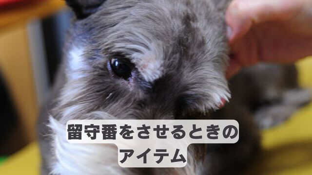 犬が留守番中吠える
