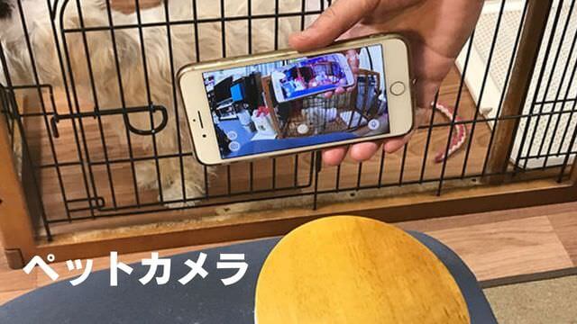 犬が留守番中吠える