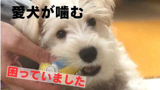 犬が噛むなら手袋