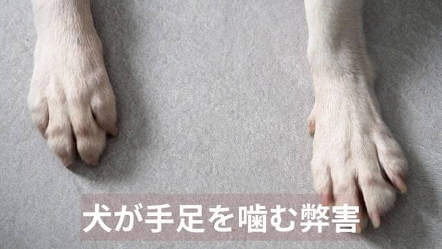 犬が手足を噛む