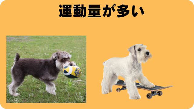 カナガンドッグフードチキンとサーモン
