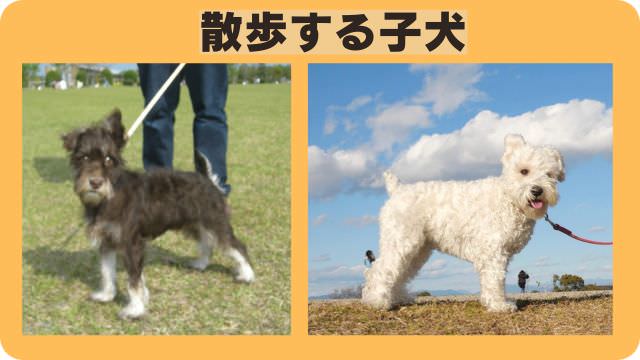 カナガンドッグフードチキン