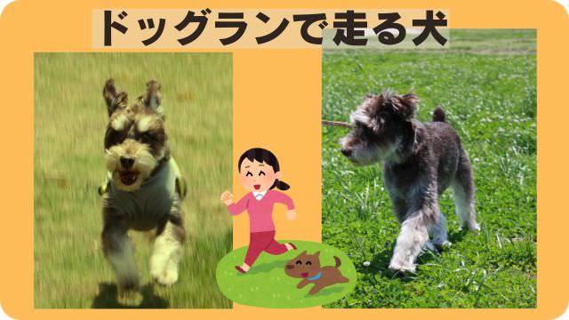 カナガンドッグフードチキン