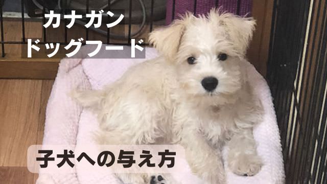 カナガンドッグフードチキン