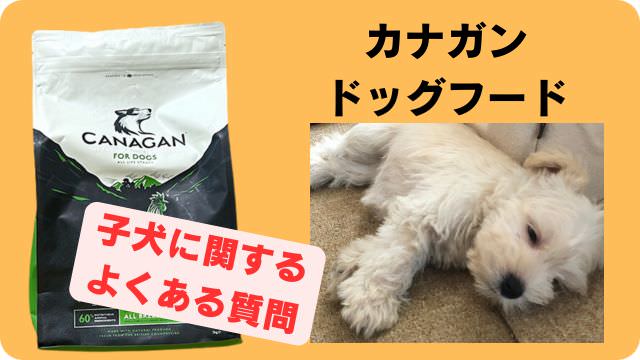 カナガンドッグフードチキン