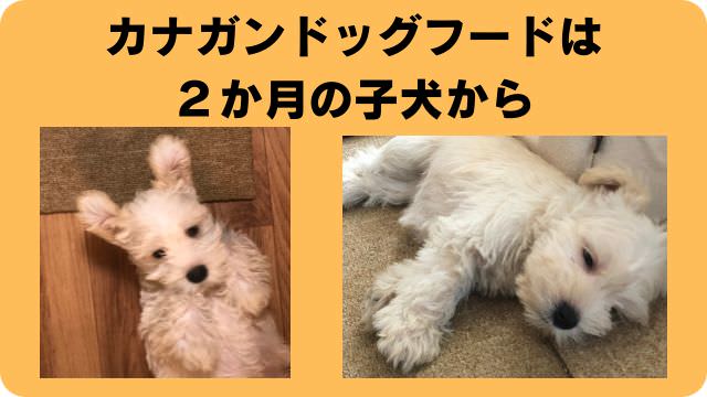 カナガンドッグフードチキン