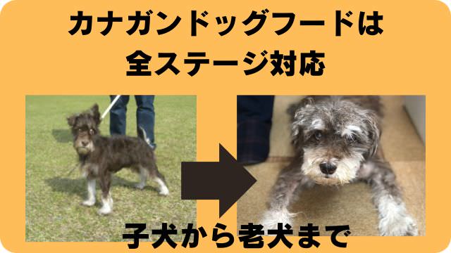 カナガンドッグフードチキン
