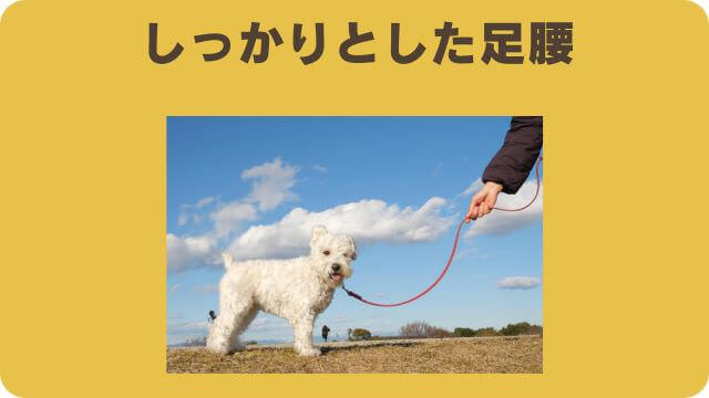 カナガンチキンドッグフードと安心犬活