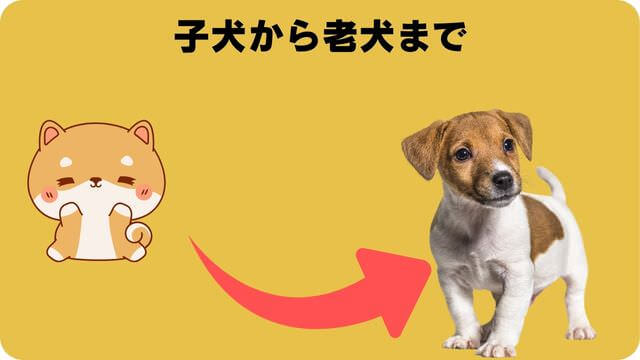 カナガンチキンドッグフードと安心犬活