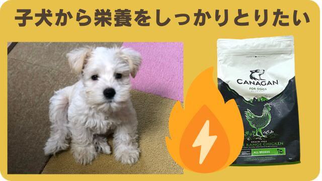 しつけプラスとカナガンチキンドッグフード