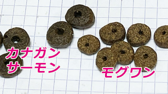 カナガンサーモン