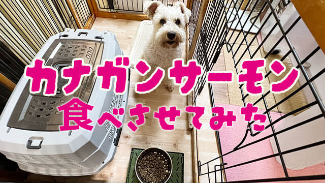 カナガンサーモン