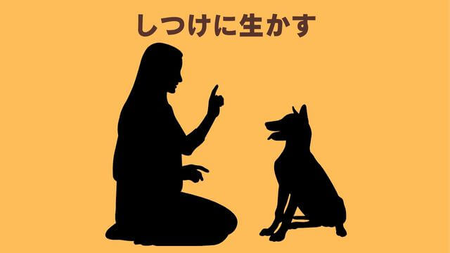 犬の留守番はペットカメラ