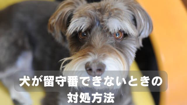 犬が留守番できないのはなぜ?原因と対処方法は