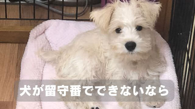 犬が留守番できないのはなぜ?原因と対処方法は