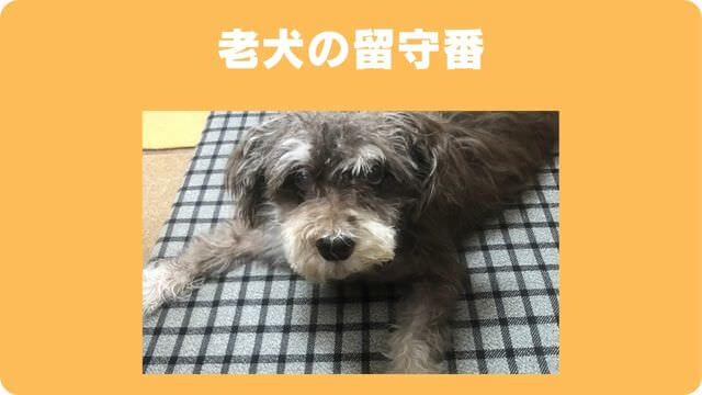 犬が留守番できないのはなぜ?原因と対処方法は