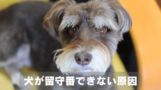 犬が留守番できないのはなぜ?原因と対処方法は