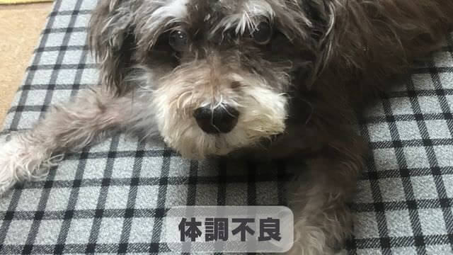 犬が留守番できないのはなぜ?原因と対処方法は